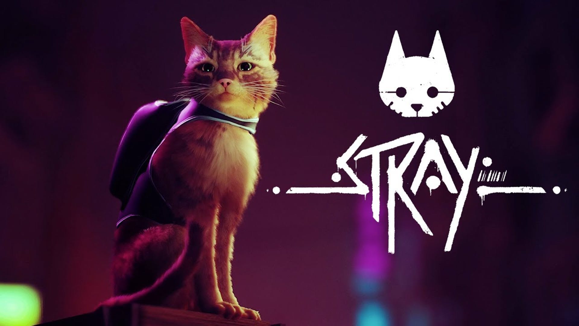 Let’s Play Stray